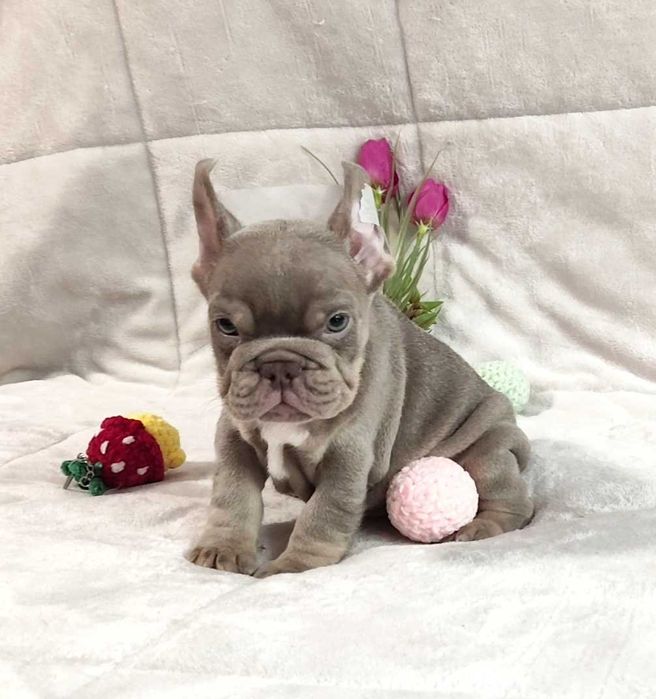 Bulldogue francês окрас Merle