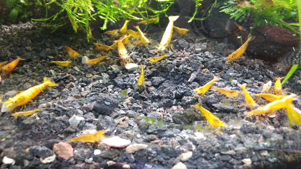 Krewetki yellow neocardina