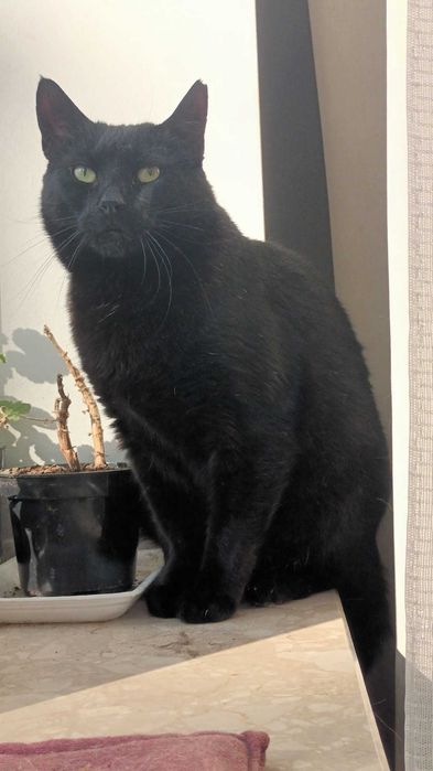 James Bond - adoptuj agenta specjalnego