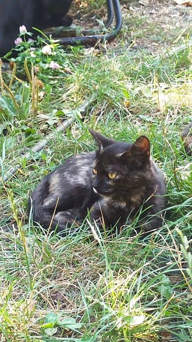 Котята котики отдам котенок девочка