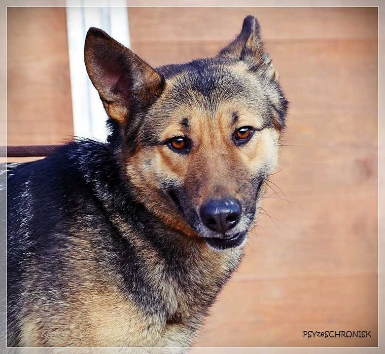 Fama – kochana, wpatrzona w człowieka miniowczareczka szuka rodziny