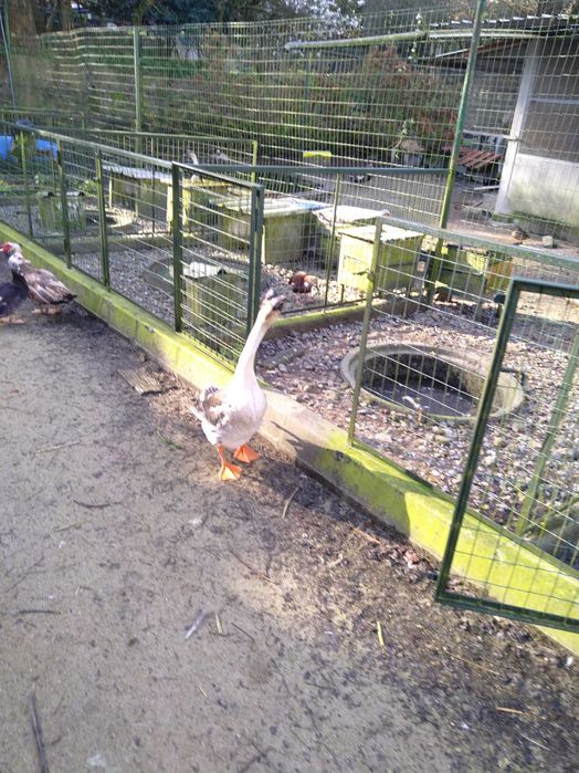 Ganso da Guiné macho adulto troco por fêmea adulta