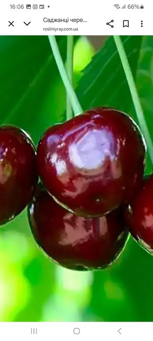 Продаю садженці черешні - червона та жовта