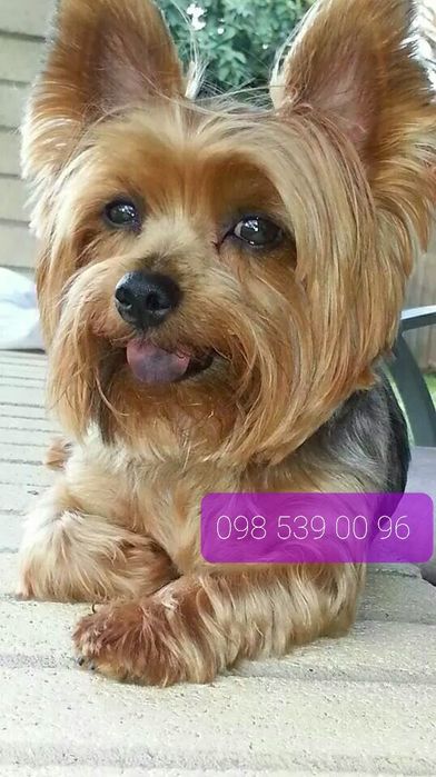 Стрижка котів і собак в грумінг-салоні Бориспіль