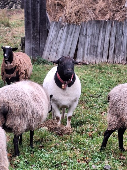 Баран Дорпер породистий