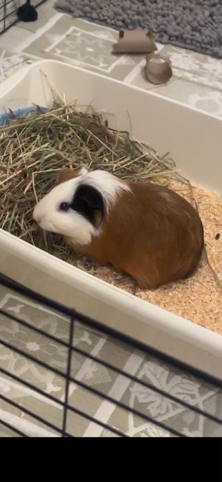 Swinki morskie samiczki