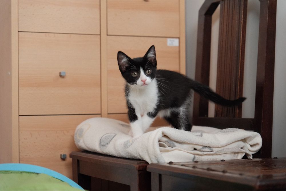 Gatinha para adoção