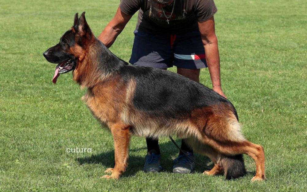 Owczarek niemiecki FCI