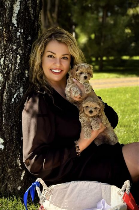 Карамельні мальтіпу ф1. SUPER VIP цуценята мальтіпу. Щенки мальтипу.