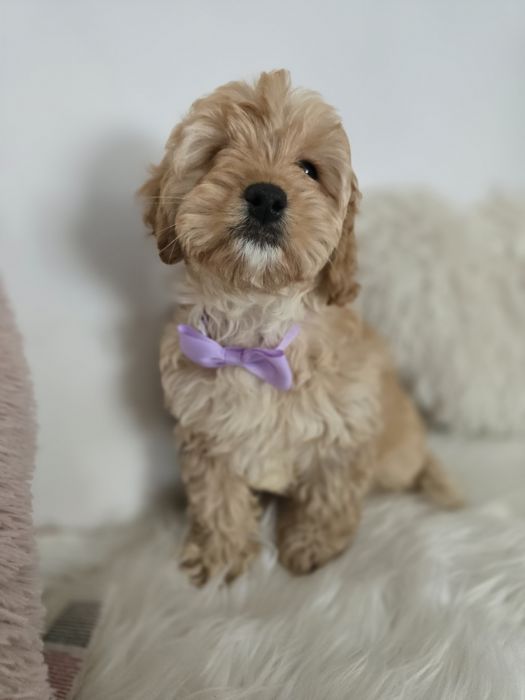 Cavapoo f1b sunia