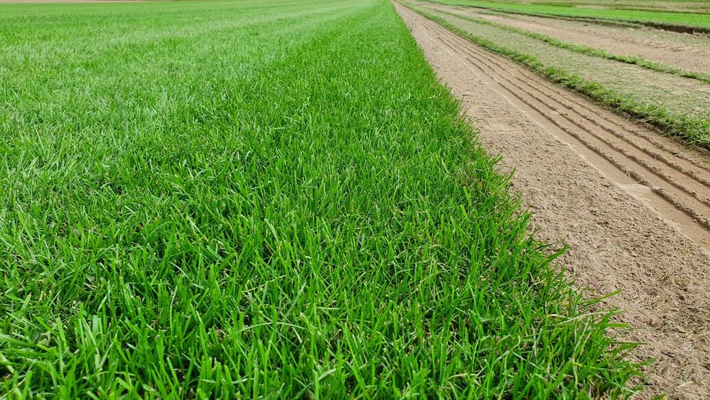 Trawniki z rolki Green Grass/Plantacja/Producent/Najlepsza Jakość!