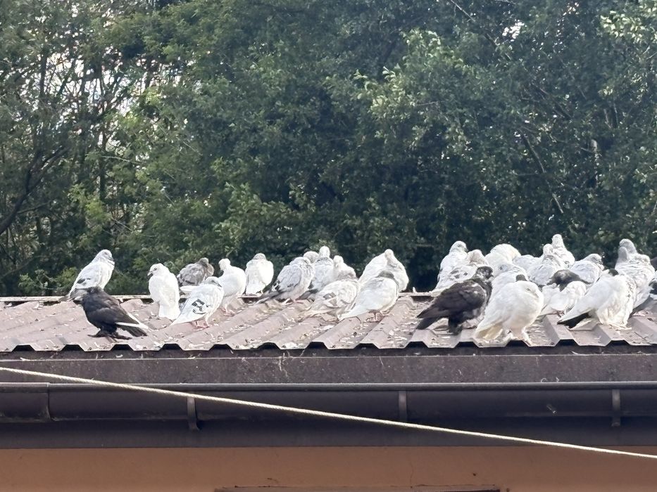 Gołębie sprzedam  lot