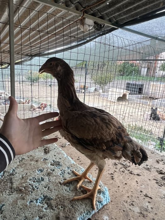 Frangos indio gigante