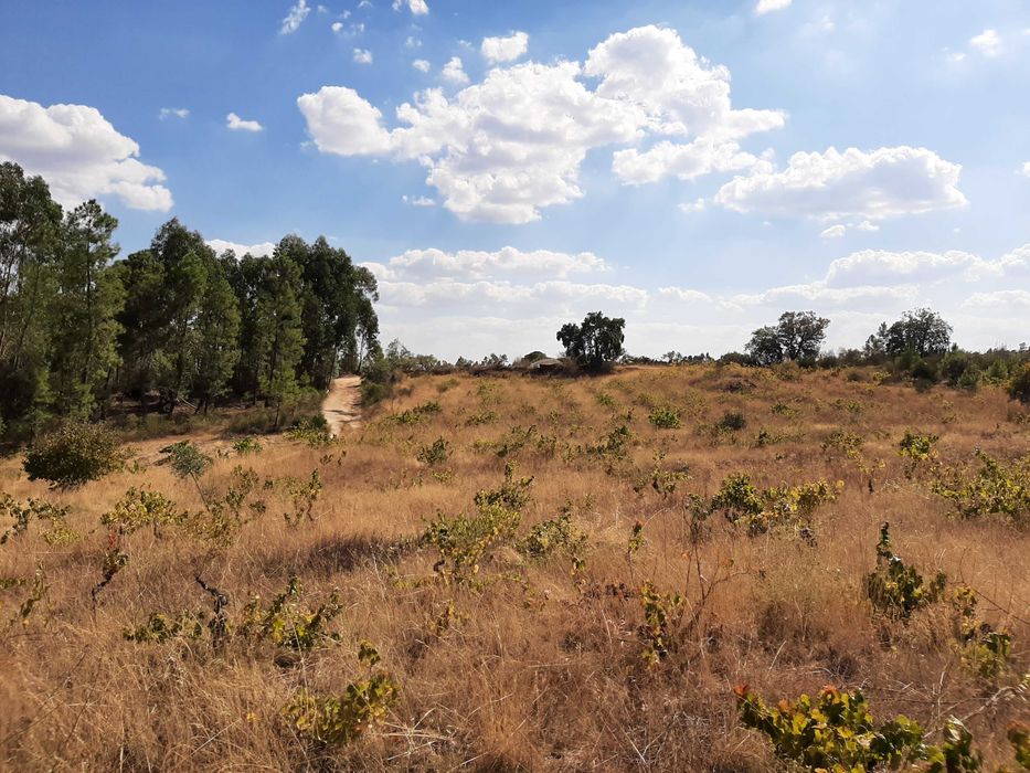 Terreno Rústico com Vinha (3.640 m²) – Salgueiro do Campo, Castelo Branco