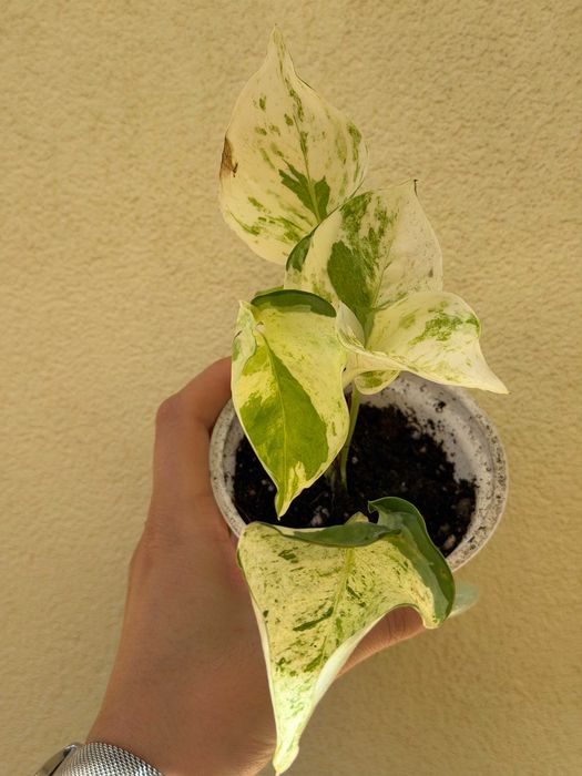Planta Epipremnum Happy Leaf