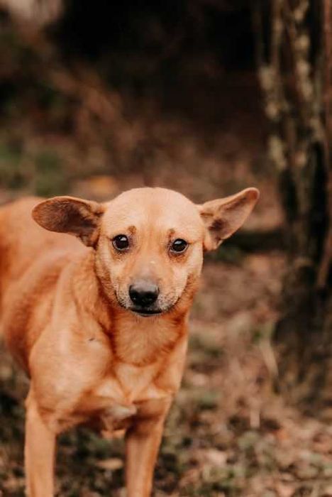 Pakerek to wrażliwy psiak, który potrzebuje cierpliwych opiekunów