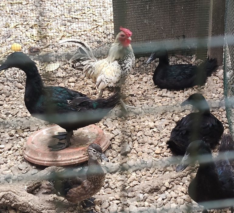 Patos cayuga jovens e adultos