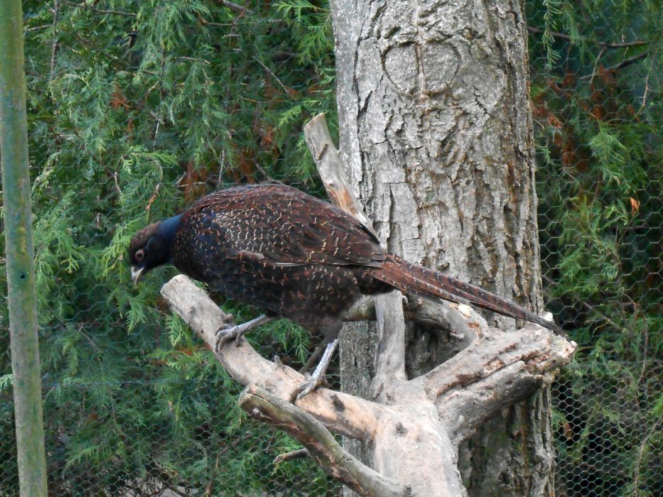 Bażanty melanistyczne  kury