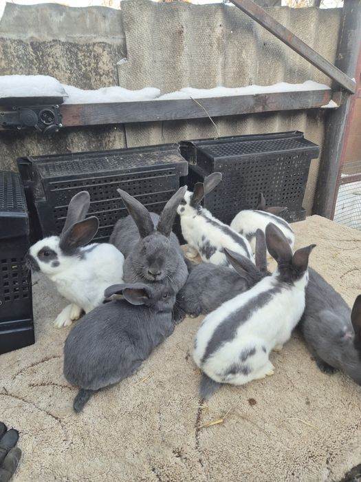 НСВ (Німецький строкатий велетень)