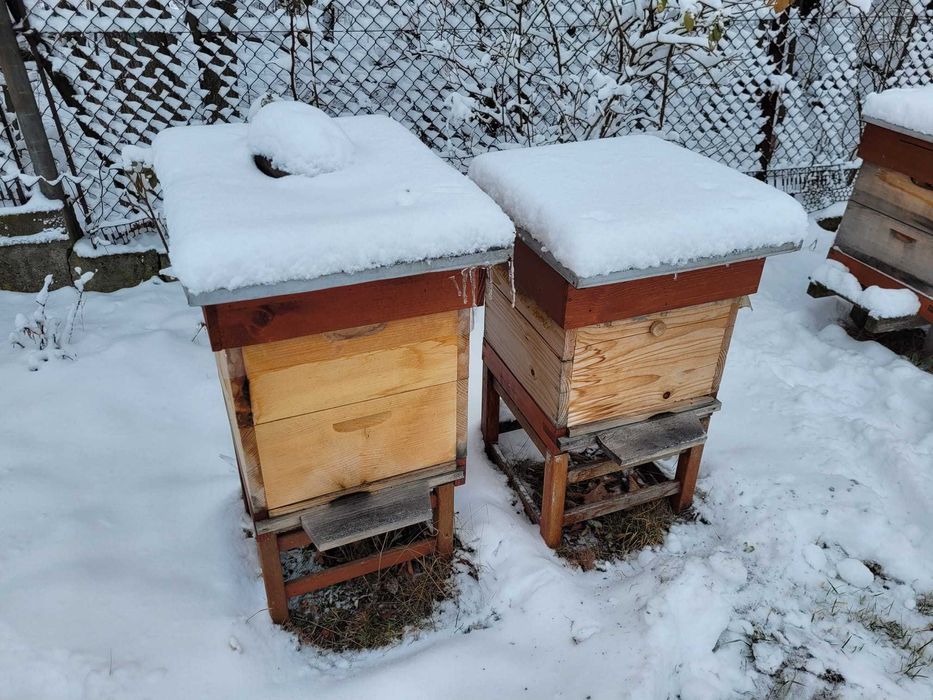Pszczoły, rodziny pszczele z ulami lub bez