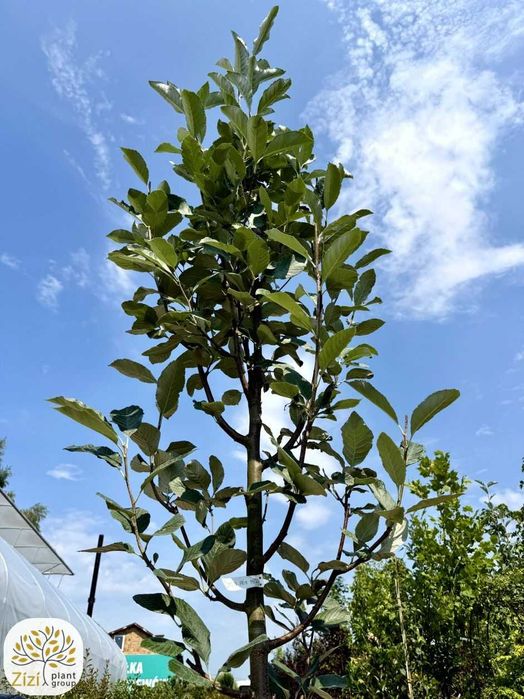 jarząb mączny, Sorbus aria Lutescens i Majestica, obwody 8-14cm, srebrzyste liście