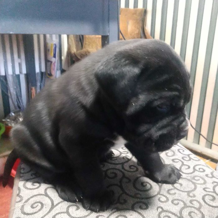 щенки Kane--Korso