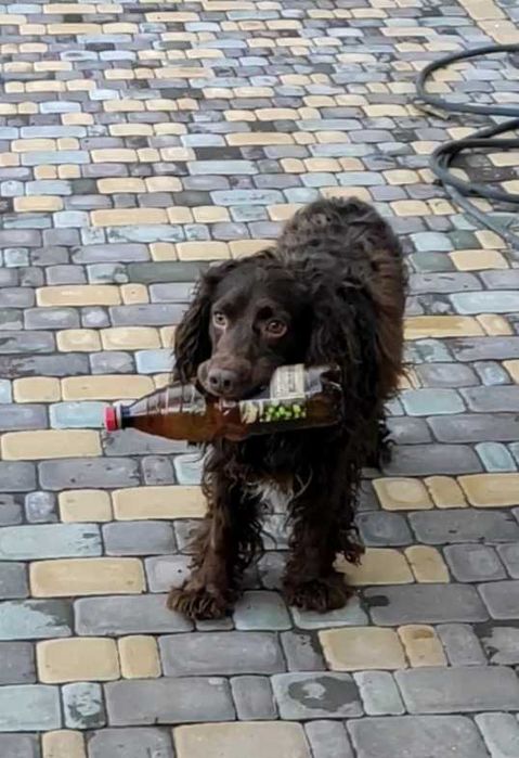 Спаніель чекає на нареченау