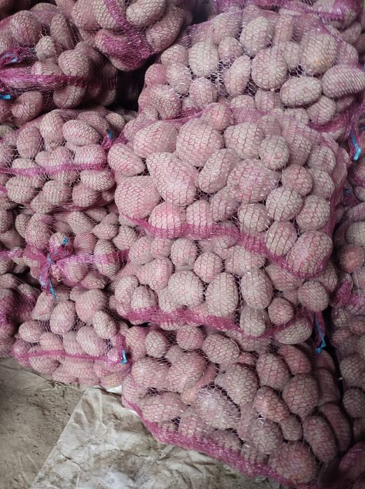 Ziemniaki jadalne Baltic Rose czerwone