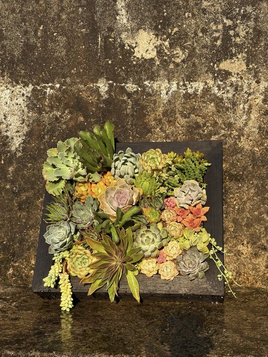 Quadro de suculentas naturais