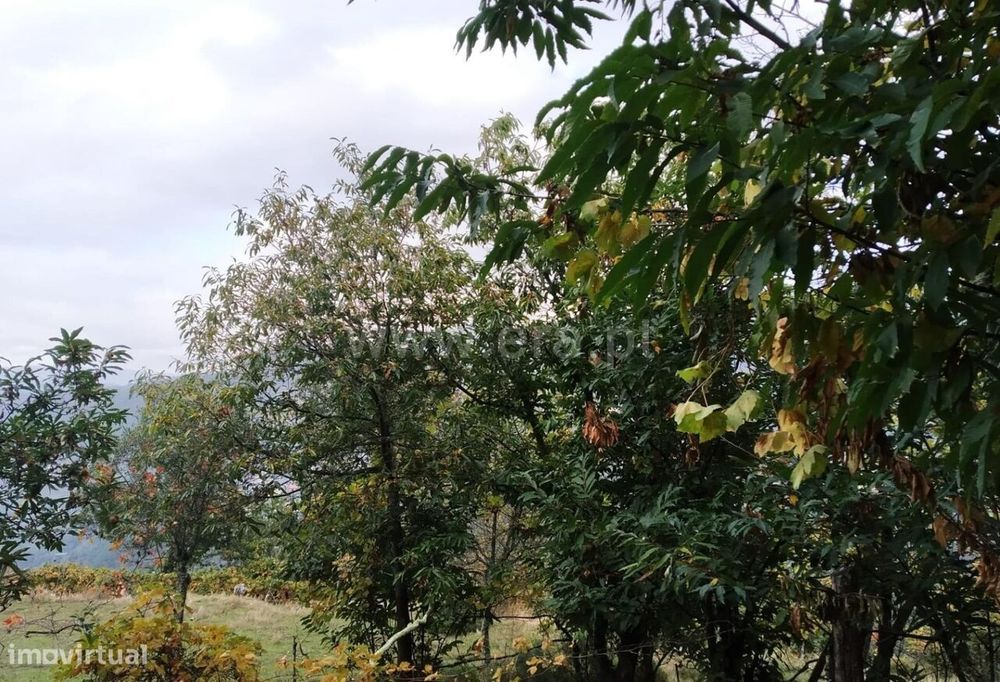 Quintinha T2 / Cinfães, Tendais