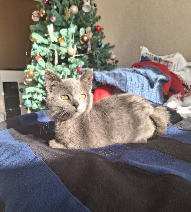 Кошеня в хороші руки