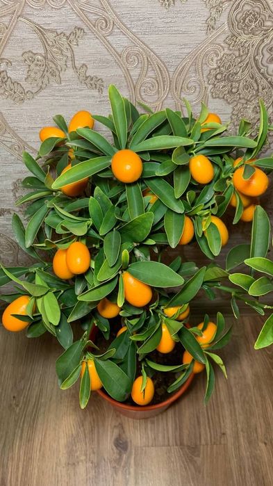 Кумкват / цитрус  / золотий апельсин h 75 cm