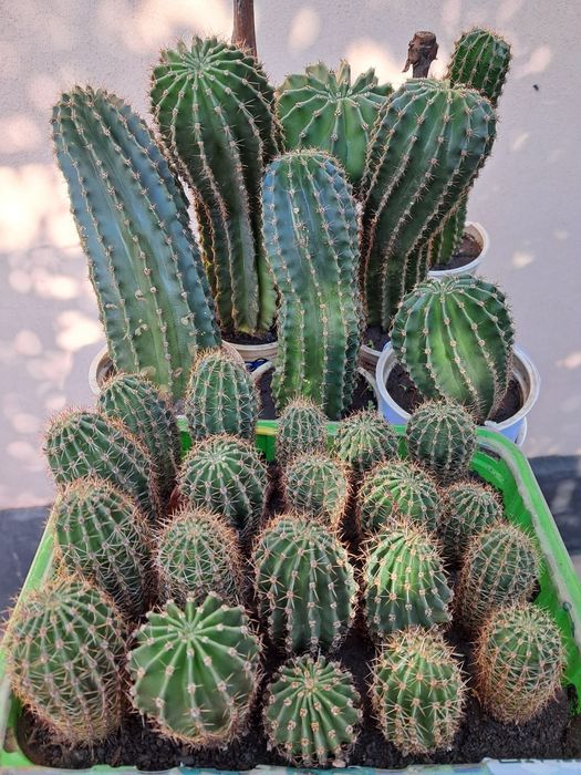 Колекція кактусів Ехінопсис (Echinopsis)