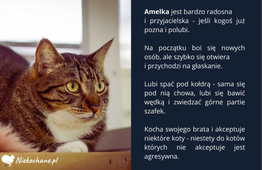 Kocie rodzeństwo szuka wspólnego domu od 3 lat!