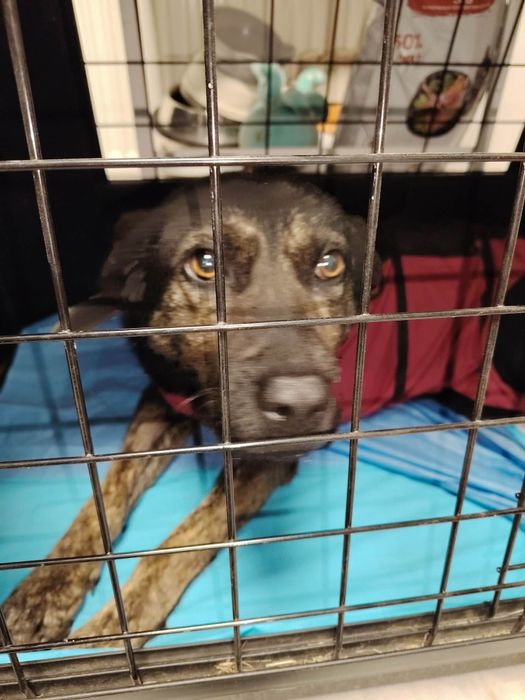 Suczka do adopcji 2 lata