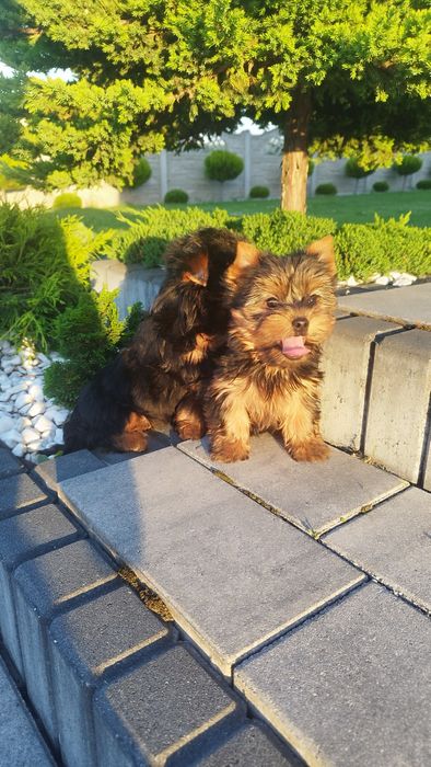 Yorkshire terrier