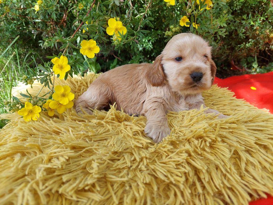 Cocker Spaniel Angielski