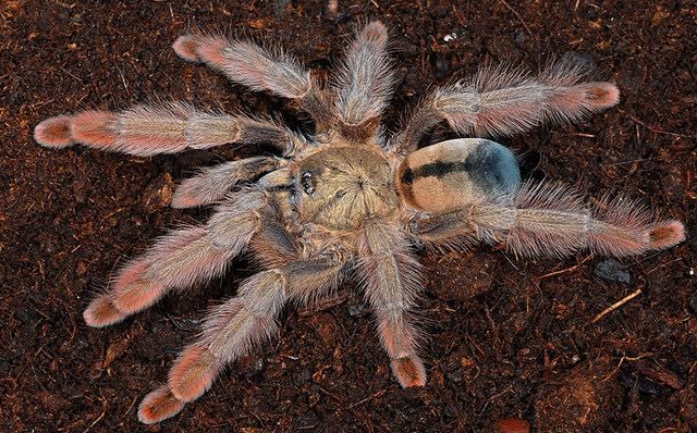 Ptasznik Psalmopoeus pulcher L5/6 - sklep terrarystyczny ANIMALE