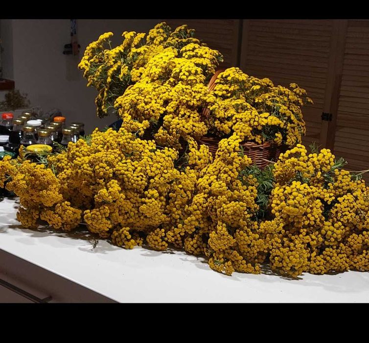 Maść piołunowo- wrotyczowa Beskidzkie zioła