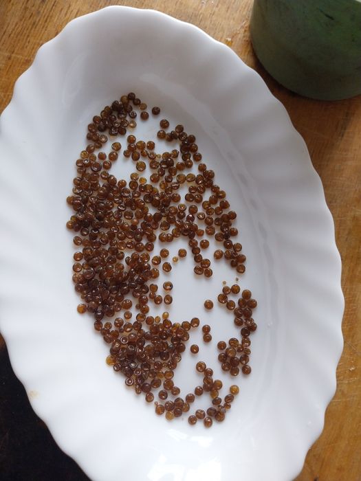 Klej stolarski skurny