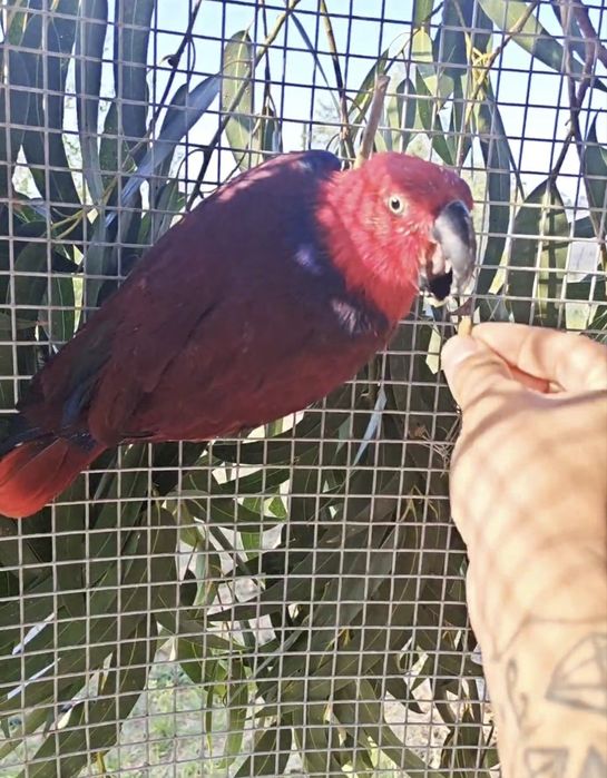 2 casais de papagaios ecletus. Troco por  arara criada a mão no mesmo valor