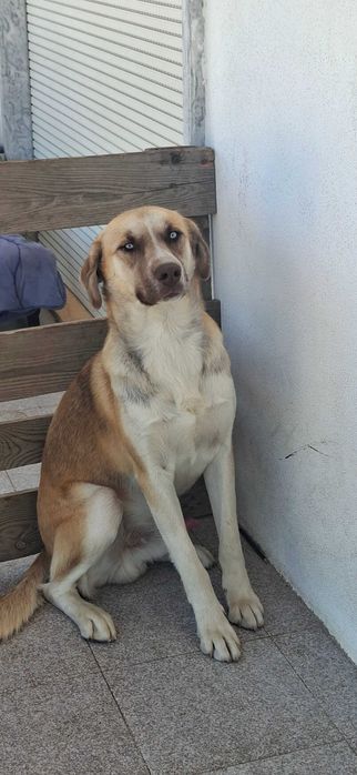 Dois cachorros dóceis encontrados e disponíveis para uma boa adoção.
