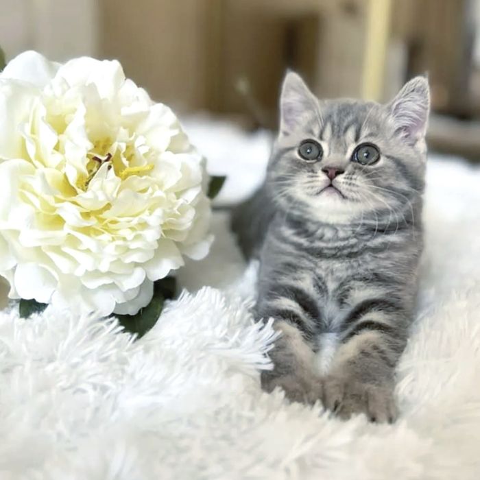 Справжня   краса