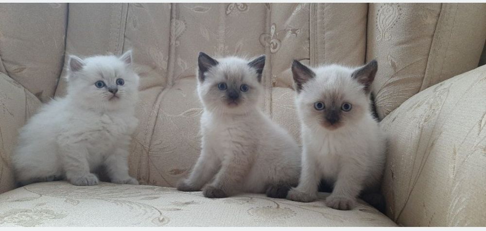 Британський котик