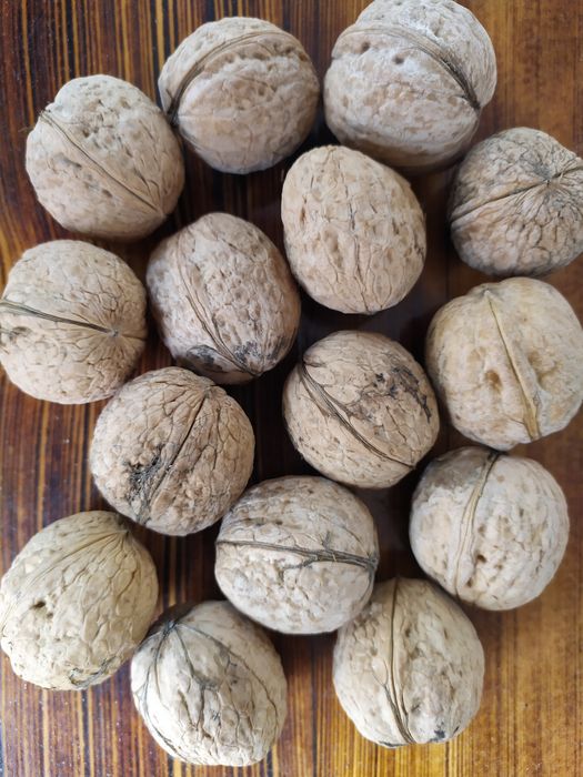 Грецкий орех домашний
