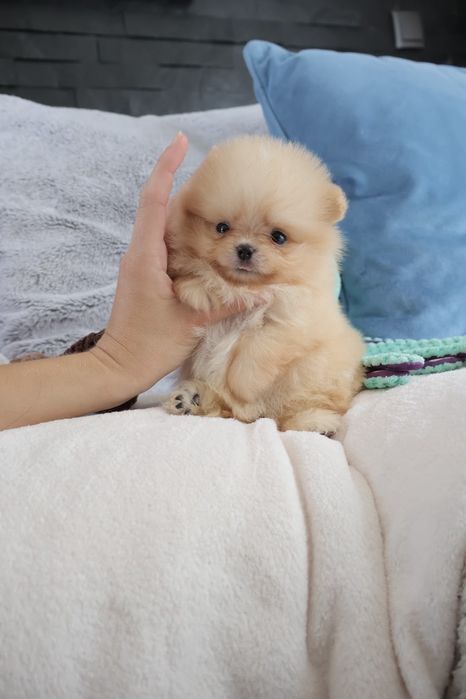 Lulu da Pomerânia.  500 gramas Super Mini.Ursinha Russa. Spitz anão. LOP e Afixo.