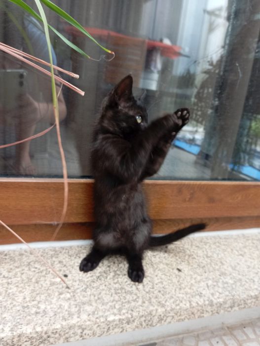 Gatinho macho para adoção