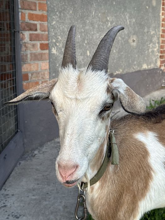 продам козу молочну