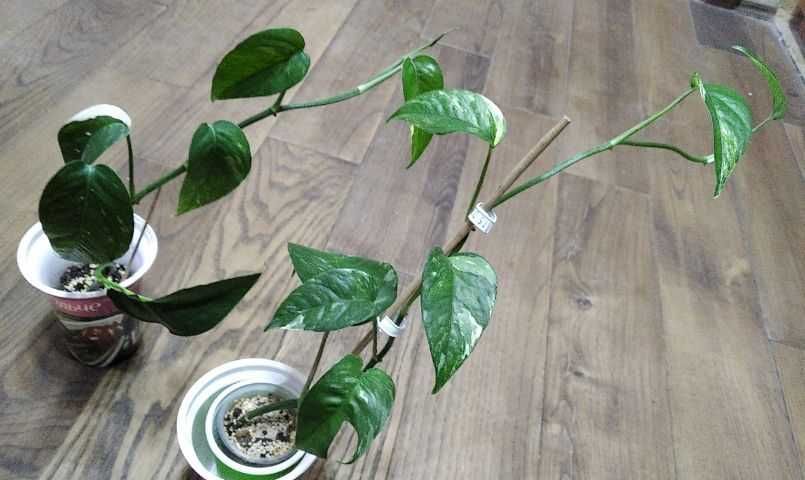 Монстера  Пінатум, epipremnum sp cv Wow big