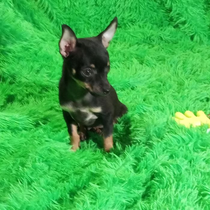 Миничка -малыш ,радость в дом
